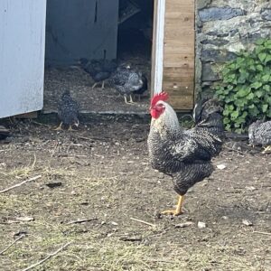 Coq gris barré type "coucou de Rennes"