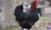 Poule pondeuse Marans