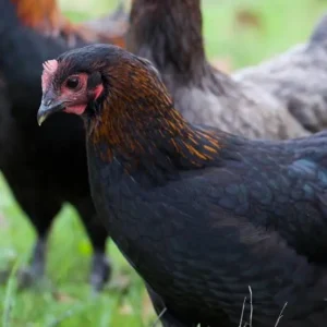 Poule pondeuse Marans