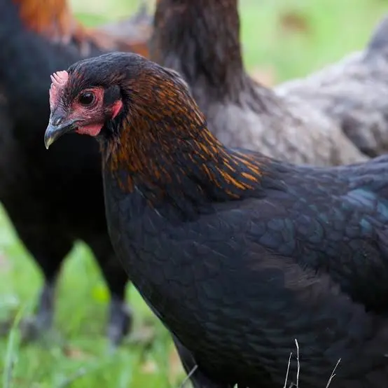 Poule pondeuse Marans