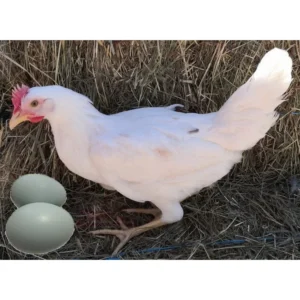 Poule pondeuse Azur