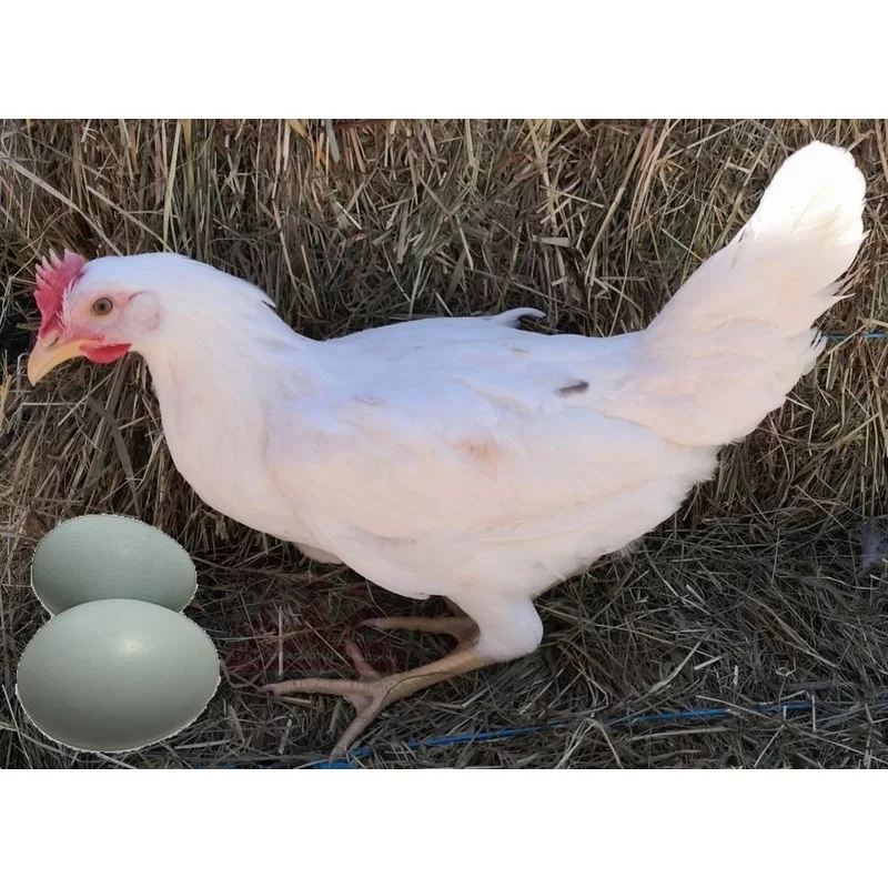Poule pondeuse Azur